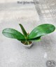 Phal. Yushan Fairy Go 2.5''