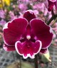 Phal. Yushan Fairy Go 2.5''