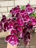 Phal. Yushan Fairy Go 2.5''