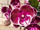 Phal. Yushan Fairy Go 2.5''