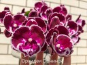 Phal. Yushan Fairy Go 2.5''