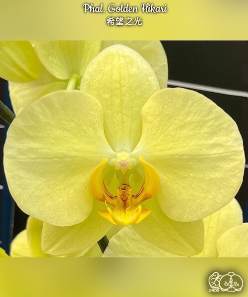 Phal. Golden Hikari 3.0''