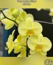 Phal. Golden Hikari 3.0''