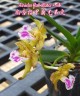 Aerides flabellata × sib 2.5" УЦЕНКА (мех. повр. лист)