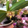 Aerides flabellata × sib 2.5" УЦЕНКА (мех. повр. лист)