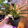 Aerides flabellata × sib 2.5" УЦЕНКА (мех. повр. лист)