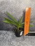 Aerides flabellata × sib 2.5" УЦЕНКА (мех. повр. лист)
