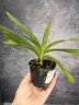 Aerides flabellata × sib 2.5" УЦЕНКА (мех. повр. лист)