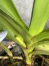 Aerides flabellata × sib 2.5" УЦЕНКА (мех. повр. лист)