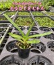 Aerides flabellata × sib 2.5" УЦЕНКА (мех. повр. лист)
