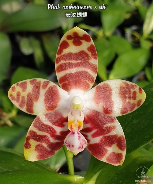 Phal. amboinensis × sib 2.5"
