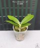 Phal. amboinensis × sib 2.5"