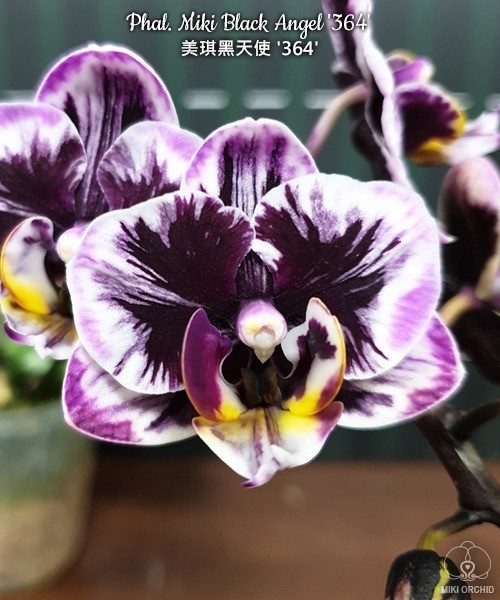 Phal. Miki Black Angel '364' 2.5''