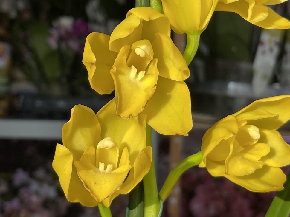 Цимбидиум (1 цветонос; Ø 14 см)