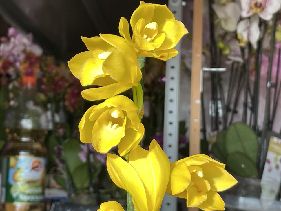 Цимбидиум (1 цветонос; Ø 14 см)