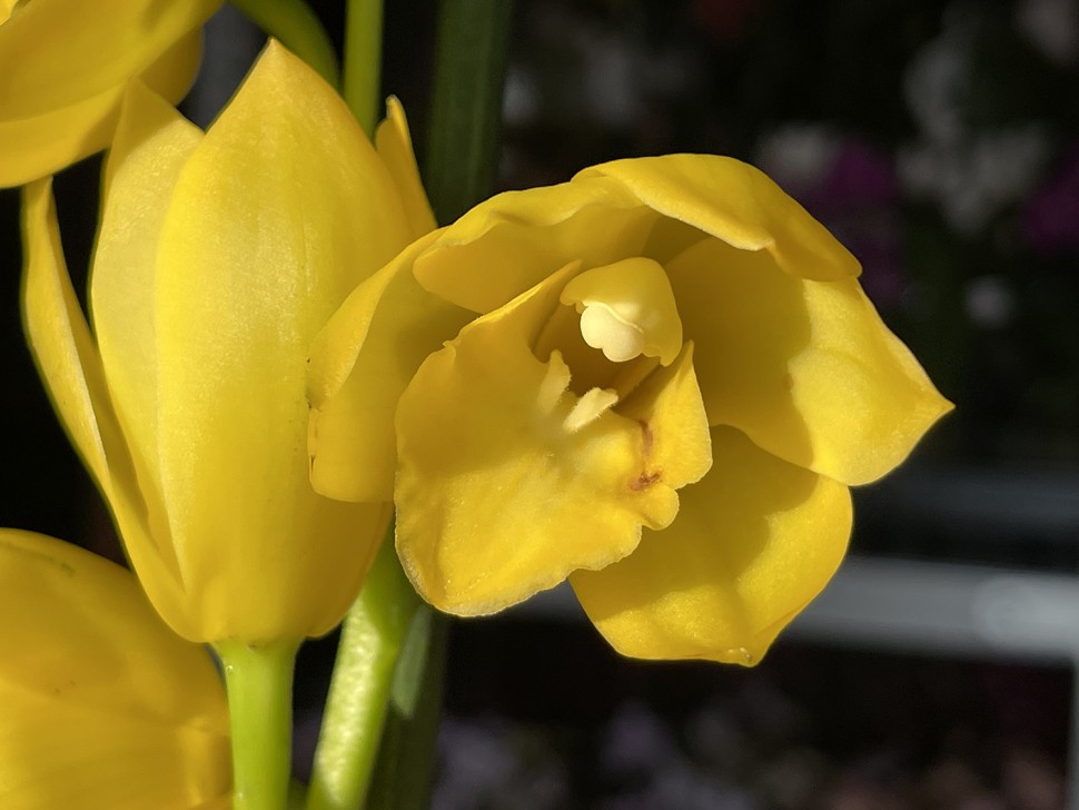 Цимбидиум (1 цветонос; Ø 14 см)