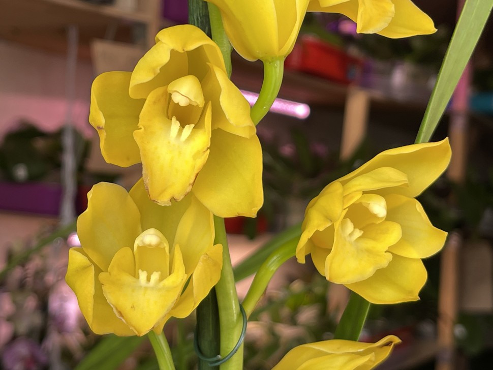 Цимбидиум (1 цветонос; Ø 14 см)