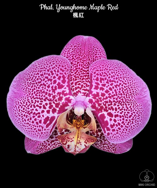 Phal. Younghome Maple Red 2.5''