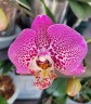 Phal. Younghome Maple Red 2.5''