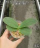 Phal. Miki Splash Butterfly (peloric - 3 lips) 2.5"