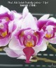 Phal. Miki Splash Butterfly (peloric - 3 lips) 2.5"
