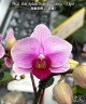 Phal. Miki Splash Butterfly (peloric - 3 lips) 2.5"