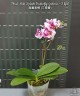 Phal. Miki Splash Butterfly (peloric - 3 lips) 2.5"