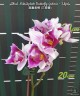 Phal. Miki Splash Butterfly (peloric - 3 lips) 2.5"