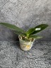 Phal. Miki Splash Butterfly (peloric - 3 lips) 2.5"