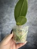 Phal. Miki Splash Butterfly (peloric - 3 lips) 2.5"