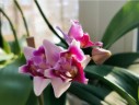 Phal. Miki Splash Butterfly (peloric - 3 lips) 2.5"