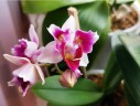 Phal. Miki Splash Butterfly (peloric - 3 lips) 2.5"