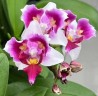 Phal. Miki Splash Butterfly (peloric - 3 lips) 2.5"