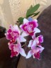 Phal. Miki Splash Butterfly (peloric - 3 lips) 2.5"