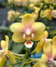 Phal. Ron-E Glamor '3202' 2.5"