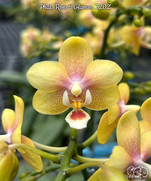 Phal. Ron-E Glamor '3202' 2.5"