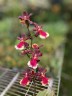 Trichocentrum Maureen × Oncidium Jairak Fragrance 2.5"