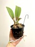 Trichocentrum Maureen × Oncidium Jairak Fragrance 2.5"