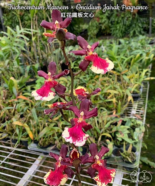 Trichocentrum Maureen × Oncidium Jairak Fragrance 2.5"