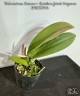 Trichocentrum Maureen × Oncidium Jairak Fragrance 2.5"