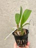 Trichocentrum Maureen × Oncidium Jairak Fragrance 2.5"