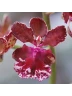 АКЦИЯ!!! Trichocentrum Maureen × Oncidium Jairak Fragrance 2.5"