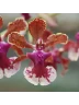АКЦИЯ!!! Trichocentrum Maureen × Oncidium Jairak Fragrance 2.5"
