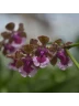АКЦИЯ!!! Trichocentrum Maureen × Oncidium Jairak Fragrance 2.5"