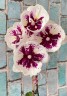 Phal. Miki Dancer '63' (peloric - 2 eyes) 2.5'' УЦЕНКА (мех. повр. лист)