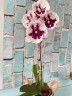 Phal. Miki Dancer '63' (peloric - 2 eyes) 2.5'' УЦЕНКА (мех. повр. лист)
