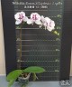 Phal. Miki Dancer '63' (peloric - 2 eyes) 2.5'' УЦЕНКА (мех. повр. лист)