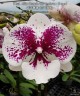 Phal. Miki Dancer '63' (peloric - 2 eyes) 2.5'' УЦЕНКА (мех. повр. лист)