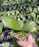 Phal. Miki Dancer '63' (peloric - 2 eyes) 2.5'' УЦЕНКА (мех. повр. лист)