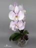 Phal. amabilis 'Surabaya' × sib 2.5'' УЦЕНКА (мех. повр. лист.)